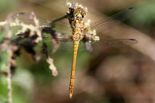 Sympetrum striolatum